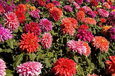 吉田直树：《最终幻想16》预告片无剧透 玩家大可放心