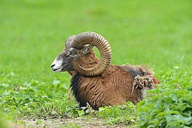 《巫师4》或将于2028年发售 与PS6主机同年推出？